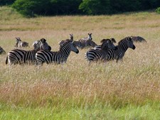 Amakhala Game Reserve December Low Special Zebra