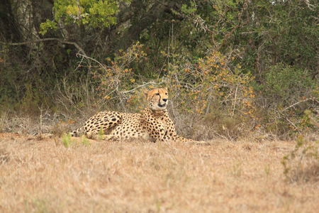 Cheetah Credit Mark Palmer (3)