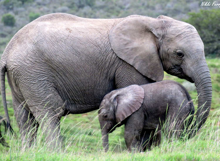 Meet Amakhala's Baby Elephant Amakhala