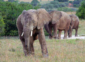Amakhala Game Reserve Game Drive Elephant