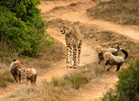 Amakhala Cheetah (3)