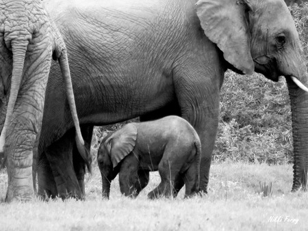 Nikki Ferry Baby Elephant3