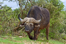 Eastern Cape Safari Greater Addo Accommodation Amakhala Game Lodge Wildlife4 X Ljpeg