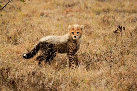 Amakhala Cheetah (4)