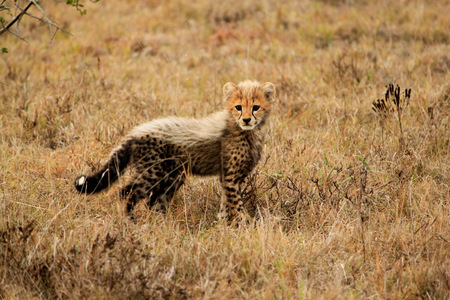 Amakhala Cheetah (4)