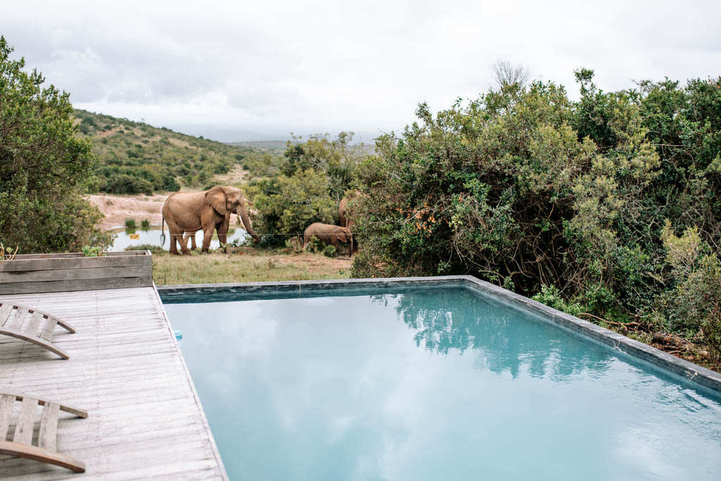 Bukela Lodge Amakhala Game Reserve2