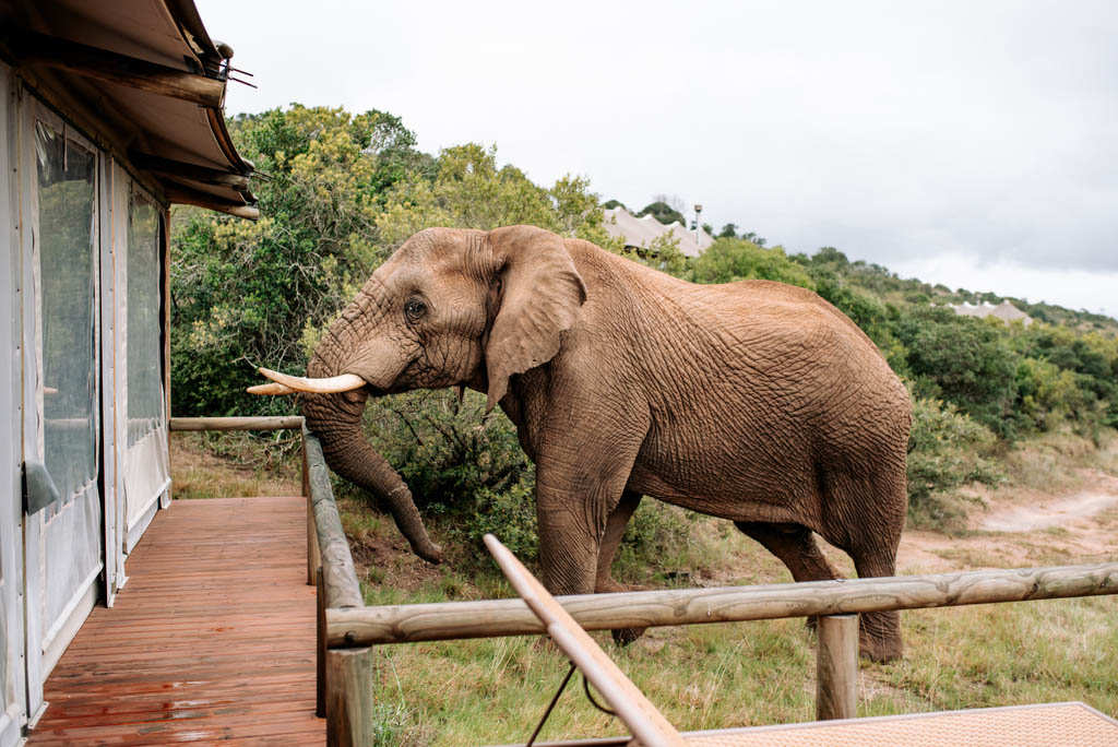 Bukela Lodge Amakhala Game Reserve10