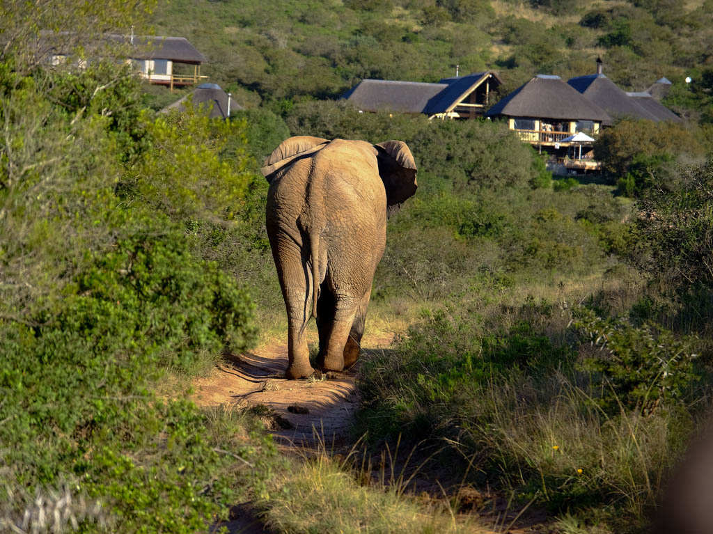 Bukela Lodge Amakhala Game Reserve13