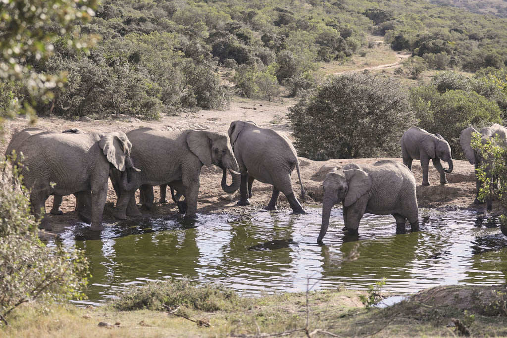 Bukela Lodge Amakhala Game Reserve15