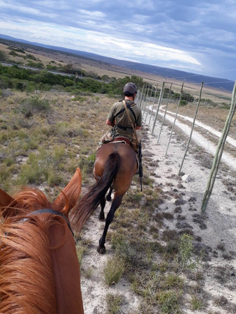 Equine Apu Patrol