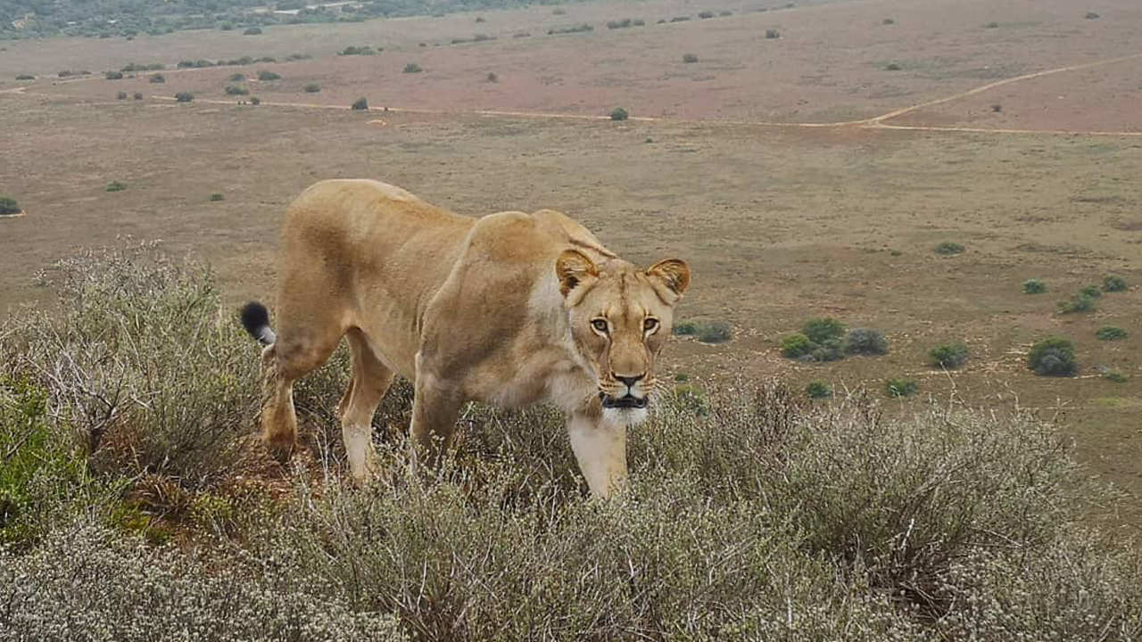 Amakhala Game Reserve Carnarvon Lioness