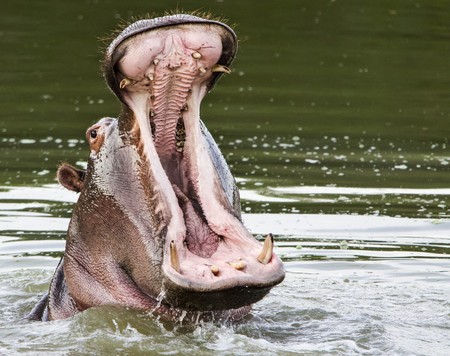 Hippo Jaws Wide Open
