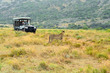 Big 5 Game Drives  (15)