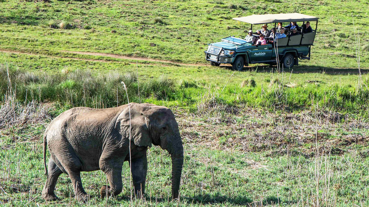 Amakhala Game Reserve Safari Lodge Game Drive