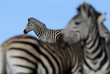 Jono Pledger Zebra Abstract