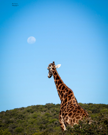 Giraffe Credit Brad Louwrens