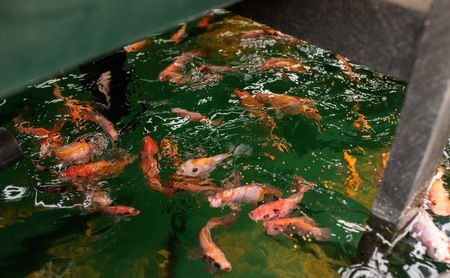 Credit Rhisotope Project (1) Credit Rhisotope Project (1)