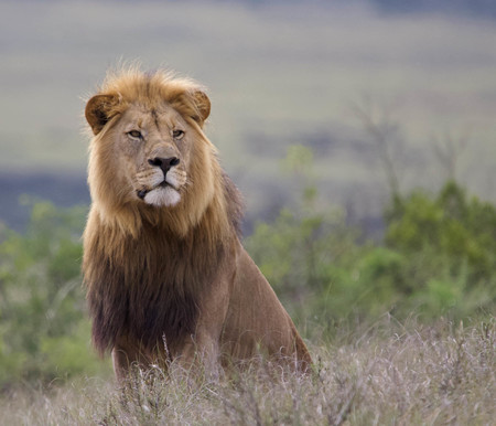 Justin Tyler Barlow Lion Male