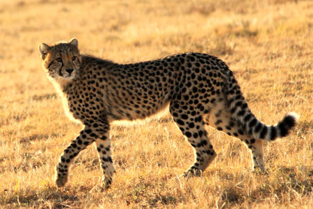 Cheetah Credit Mark Palmer (7)