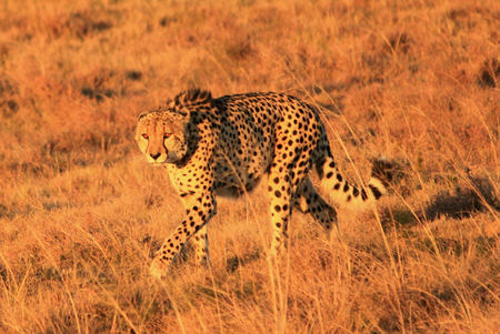 Cheetah Credit Mark Palmer (8)