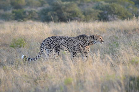 Cheetah Credit Mark Palmer (2)