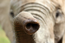 Jono Pledger Elephant Smelling