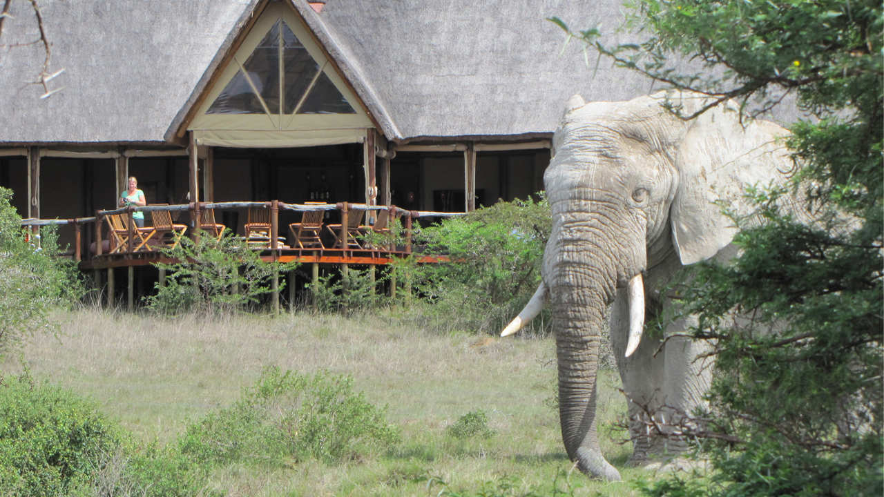 Bush Lodge Amakhala Game Reserve Deck View Elephant