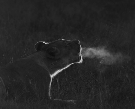 Justin Tyler Barlow Lioness Roar