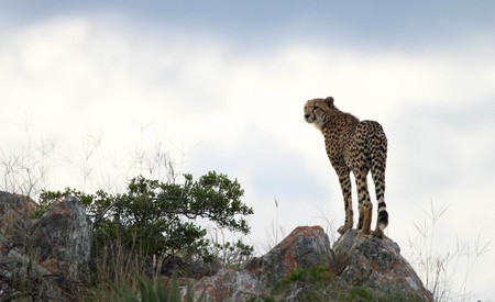 Justin Tyler Barlow Cheetah Lookout