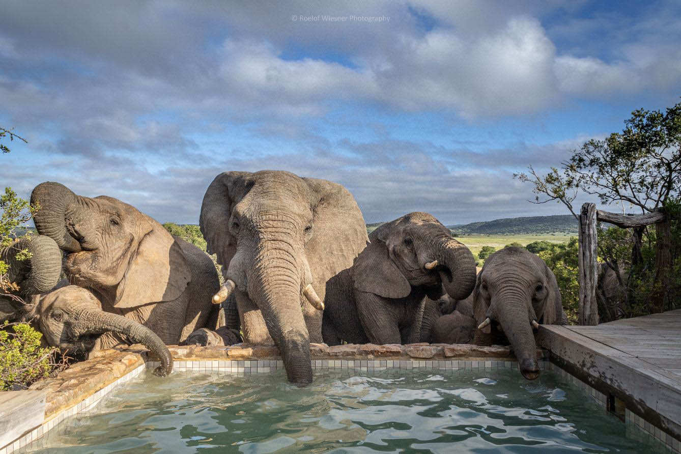 Amakhala Game Reserve Hillsnek Safari Camp Elephant Herd