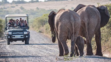 Amakhala Game Reserve Elephants (2)