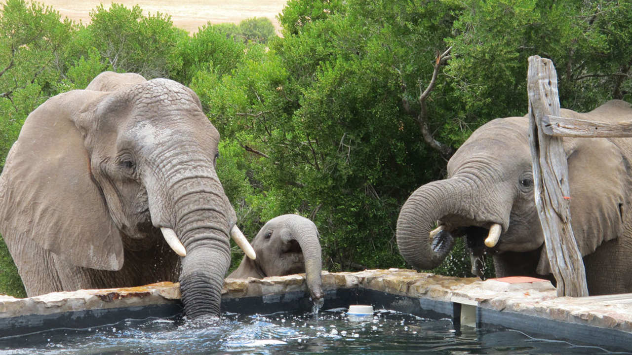 Amakhala Game Reserve Hills Nek Safari Camp Elephants At Pool
