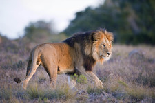 Amakhala Game Reserve   Eastern Cape (2)