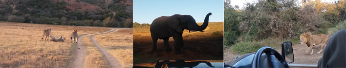 Amakhala Game Reserve Ranger Shadowing