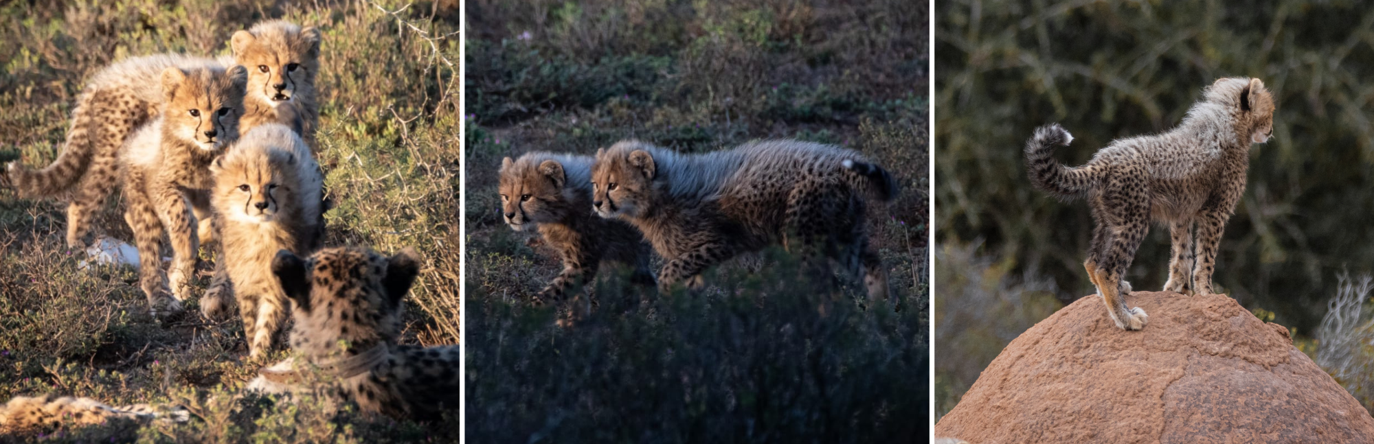 Amakhala Game Reserve