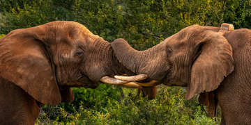 Amakhala Game Reserve Experience4