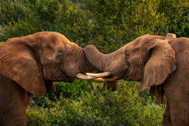 Amakhala Game Reserve Experience4