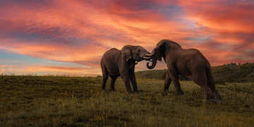 Amakhala Game Reserve Experience8