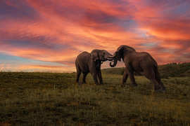 Amakhala Game Reserve Experience8