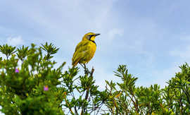 Amakhala Game Reserve Experience3