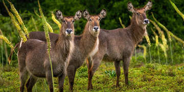 Amakhala Game Reserve Experience5