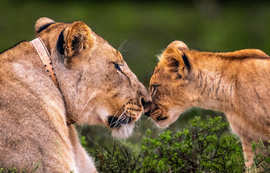 Amakhala Game Reserve Experience7