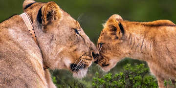 Amakhala Game Reserve Experience7