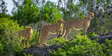 Amakhala Game Reserve Experience6
