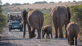 Amakhala Game Reserve Experience9