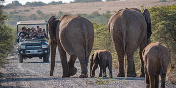 Amakhala Game Reserve Experience9