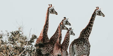 Amakhala Game Reserve Experience1