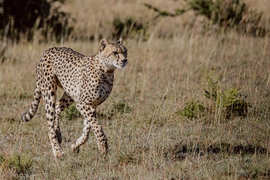 Amakhala Game Reserve Experience18