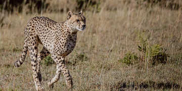 Amakhala Game Reserve Experience18