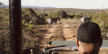 Amakhala Game Reserve Experience11